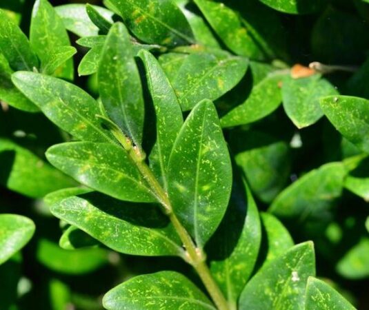 Blight, Leafminers, and Moths: The Plight of Boxwoods