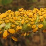 insects on milkweed