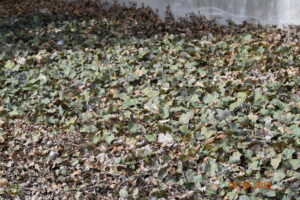 english ivy taking over an area