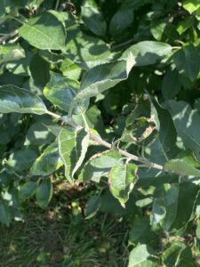 epinasty of leaves on apple