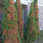 common herbicide injury in evergreens