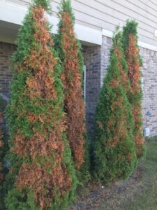 common herbicide injury in evergreens