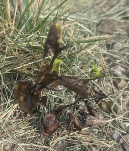 necrotic root sucker from herbicide