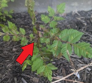 damage from triclopyr beginning to manifest on tree