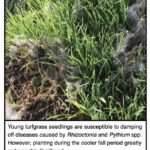 new grass suffering from disease