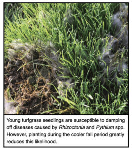 new grass suffering from disease