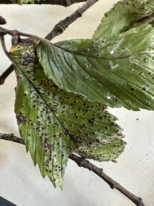 elm leaves with fruiting bodies