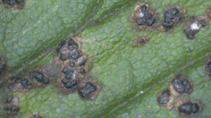 fruiting bodies on elm