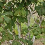 Fig. 4. P. prunicola infestation on lilac. Photo: Brian Kunkel, University of Delaware.