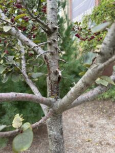 trunk canker causing death