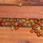 asian lady beetles