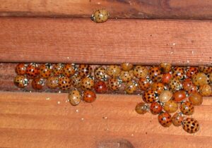 asian lady beetles