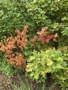 dead and brown foliage