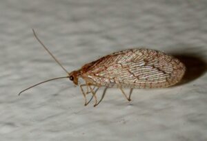 brown lacewing