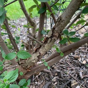 pruned shrub