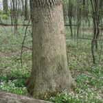 trunk of white oak