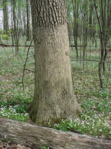 trunk of white oak