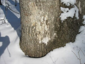 lower pic of trunk with smooth patch