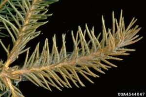 spruce with mites