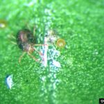 waxy leaf boxwood with mite