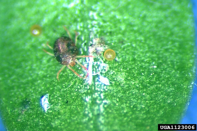 waxy leaf boxwood with mite