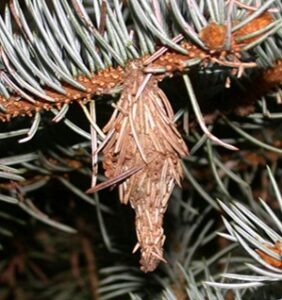 bagworm handing on blue spruce