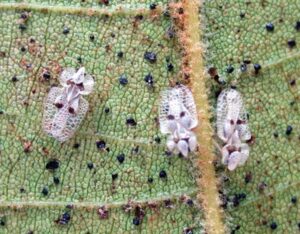 lacebugs on the underside of leaf