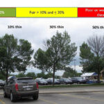 ash trees in decline