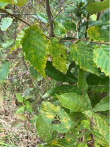 leaves yellowing on hornbeam