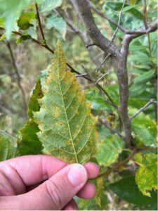 underside of leaf