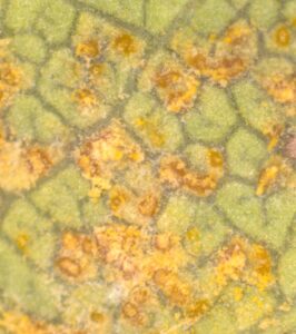 close up of hornbeam with rust