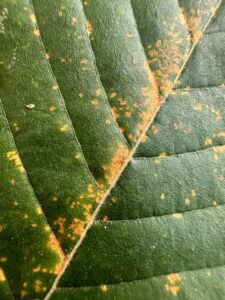 upper leaf of hornbeam with rust