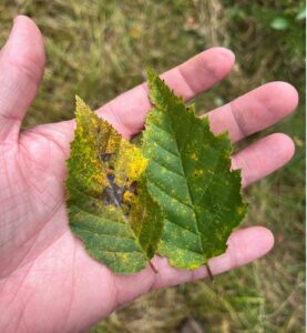 hornbeam infected with rust