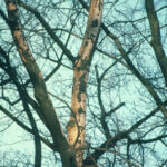 loss of bark on oak