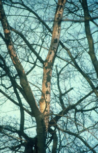 loss of bark on oak