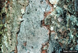 bark forming stroma