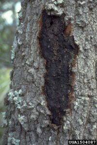 mature stroma that is black