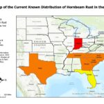 current distribution of hornbeam rust in the US
