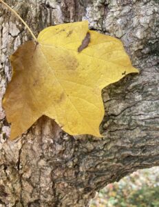 black maple leaf