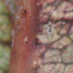 Figure 1: Sparse downy mildew spore production on the underside of a rose leaf