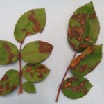 Figure 3: Downy mildew symptoms on rose leaves showing red and purple spots