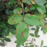 Figure 4: Downy mildew symptoms on rose leaves