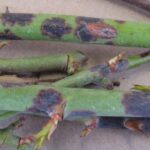 Figure 5: Downy mildew lesions on rose stems showing purple or black blotches