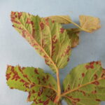 Figure 6: Downy mildew symptoms on blackberry