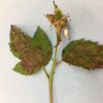 Figure 7: Downy mildew symptoms on a bramble