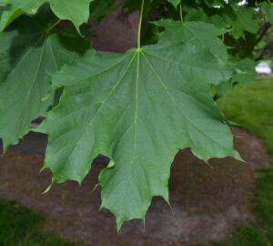 norway maple leaf
