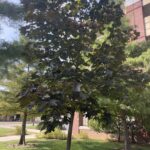 norway maple is an invasive species