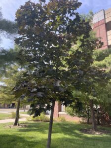 norway maple is an invasive species