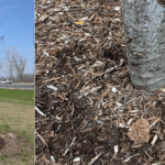 Figure 1: Examples of volcano mulching.