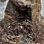 Figure 2: Digging out and exposing the root flare.